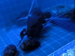 -喷泉广场餐厅·宵夜·海鲜烧烤大排档(长隆企鹅酒店)