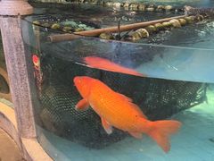-紫腾大院·南京菜(江宁店)