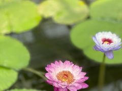 -国家植物园