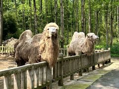 -贵州森林野生动物园