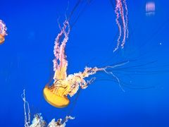 -太平洋海底世界