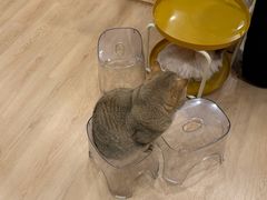 -有喵·猫咖·狗咖·30几只猫10只小狗(岗厦店)