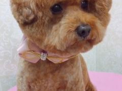 -乐琪宠物(青塔西路店)