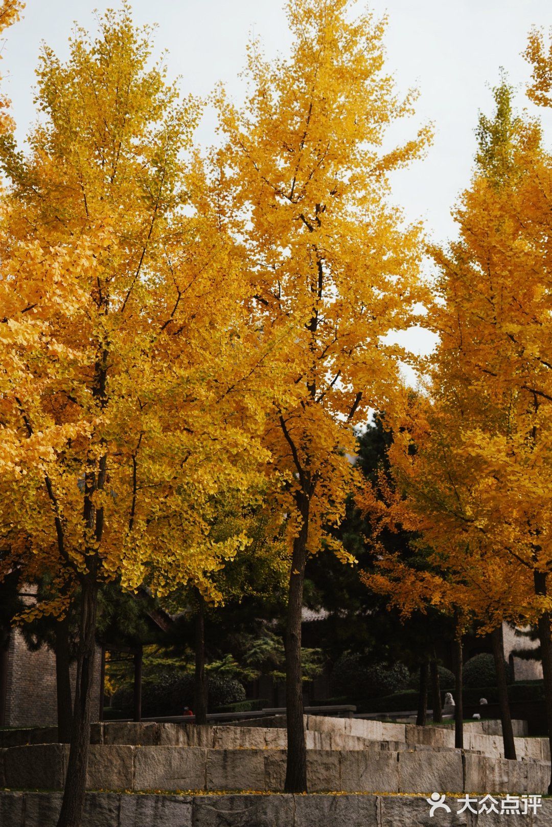 金秋赏银杏推荐