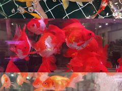 -苏州艺都古玩花鸟市场