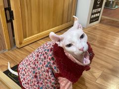 -MOCHA明星猫咖(田子坊店)