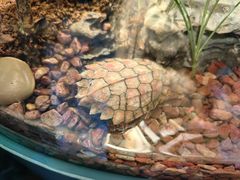 -上海海洋水族馆