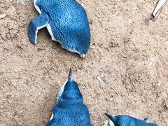 -费瑟代尔野生动物园