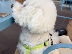 -Grande A'moo(上海万象城店)