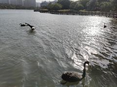 -五缘湾湿地公园