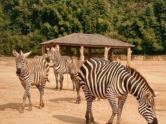 -杭州野生动物世界