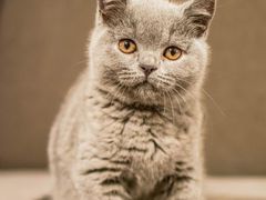 菜包和肉包-老盛昌汤包(北艾店)