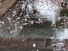 -鱼鼎香烤鱼火锅(华发商都店)