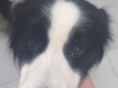 -八公叔叔宠物美容连锁(春申店)