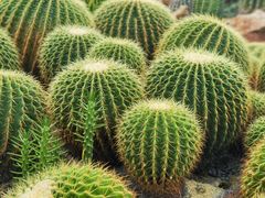 -中国科学院华南植物园