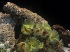 -暹罗海洋世界