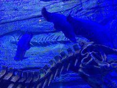 -芜湖新华联大白鲸海洋公园