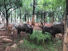 -昆明动物园