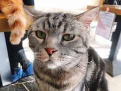 -平行世界·猫咖(首经贸店)