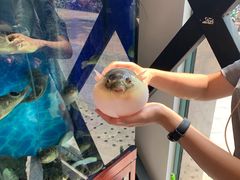 -肆月河豚·新淮扬(金融街店)