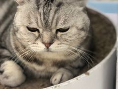 -喵的天空名猫咖啡馆·撸猫·猫舍·用品