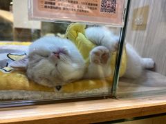 -屋虎猫馆(宝安大仟里店)
