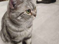 -猫儿山۰猫主题餐厅