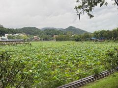 -红山村