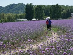 -北京东方普罗旺斯薰衣草庄园
