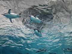 -珠海长隆海洋王国