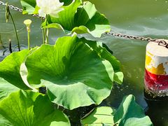 -莲花池公园