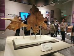 -北京周口店北京人遗址博物馆