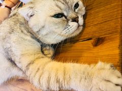 -李小姐の猫咖啡馆(五角场店)