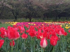 -苏州上方山国家森林公园