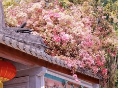 -深圳国际园林花卉博览园