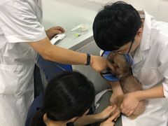 -成都民大动物医院