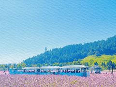 -径山花海