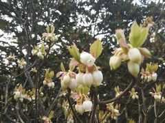 -银瓶嘴森林公园