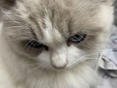 -爱洗澡的猫(天河路店)