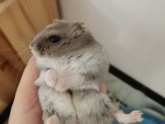 -钓仓鼠(洋桥北里小区店)