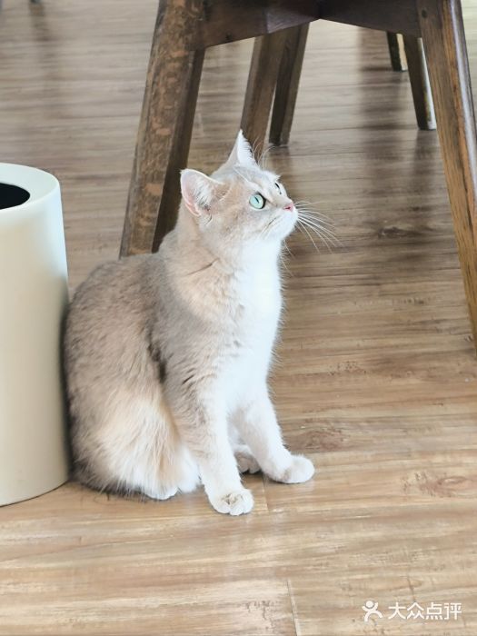 猫小主咖啡·猫咖cat cafe(福田店)图片