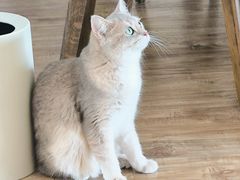 -猫小主咖啡·猫咖cat cafe(福田店)