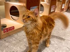 -瑞鹏宠物医院·骨科·猫科·内科(第一中心)
