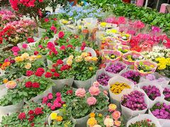 -双季花艺园艺市场(浦东店)