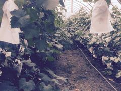 -马陆小张葡萄园农家乐