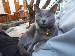 -喵屿·大理花园猫咖