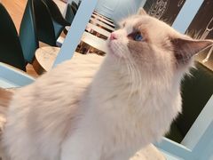 -遇见羊驼·奶狗咖·布偶猫咖·法斗柯基柴犬阿拉斯加(春熙路太古里IFS店)