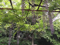 -嘉定紫藤园