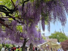 -嘉定紫藤园
