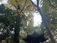 -秋霞圃